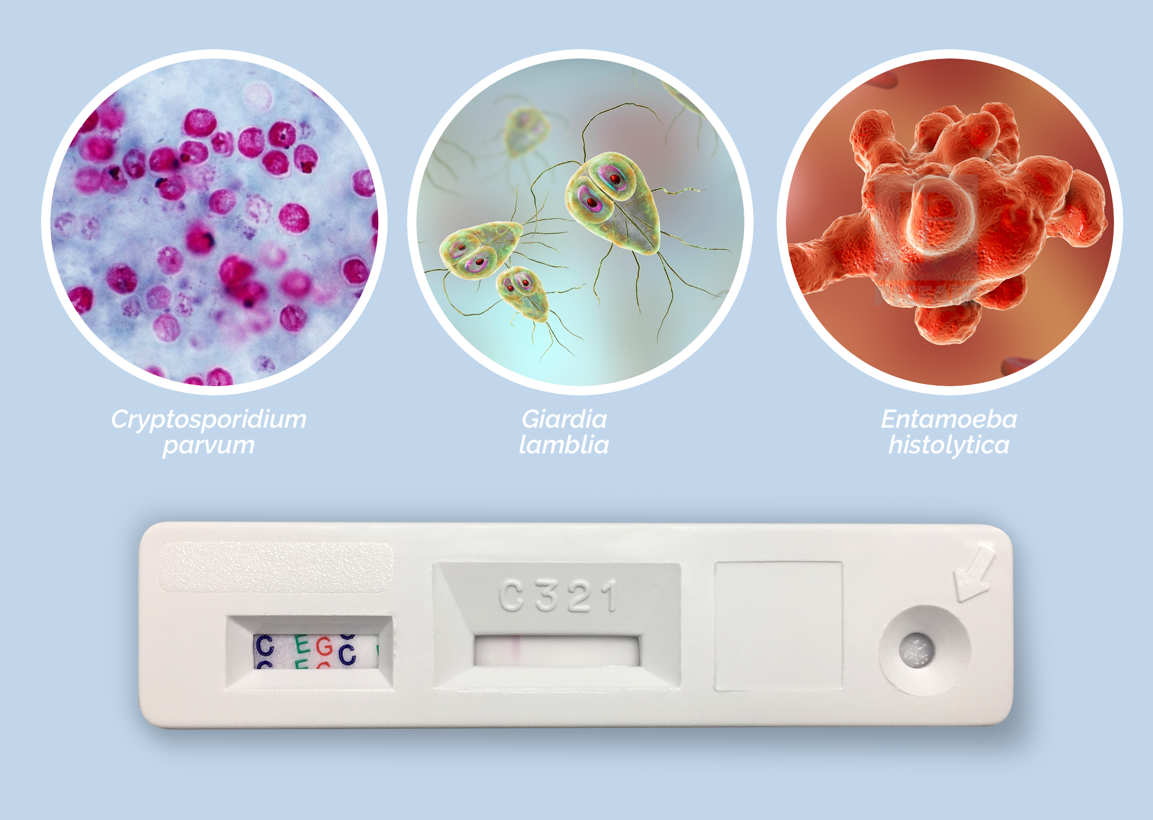 Test inmunocromatográfico en un solo paso para la detección de antígenos de Cryptosporidium, Giardia y Entamoeba en heces.